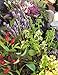 The Edible Herb Garden (Edible Garden Series)