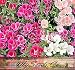4,000 CLARKIA GODETIA COLORFUL TALL MIX Flower Seeds red, pink, purple, white