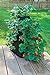 Strawberry Pyramid Grow Tub (3.5 gal)