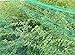TopGreen Bird Netting Stop Selling