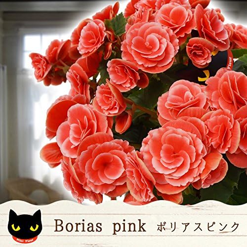 ボリアス ニキフルール B01m72wijo ベゴニア 群馬 ニキフルール 鉢花 敬老の日 花鉢植え ギフト プレゼント 贈答品 クリスマス お歳暮 母の日 父の日 敬老の日 B01m72wijo 新作製品 世界最高品質人気 正規品送料無料 100 品質保証 激安超特価