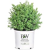 1g Proven Winners North Star Boxwood Shrub