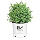 1g Proven Winners North Star Boxwood Shrub
