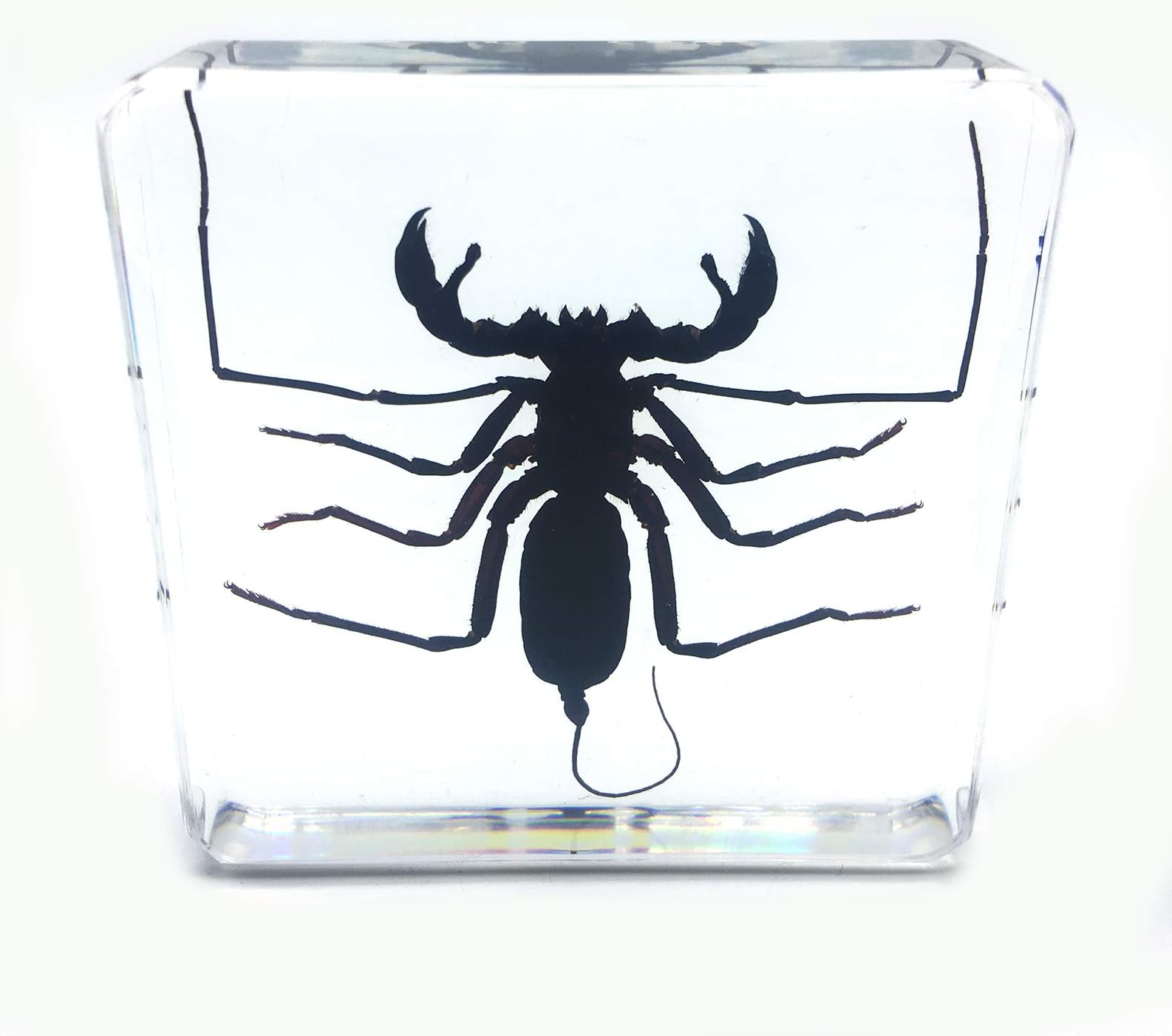 Thelyphonida Science Specimen in Acrylic Block Paperweights Science Classroom Specimens for Science Education（3x3x1 Inch）