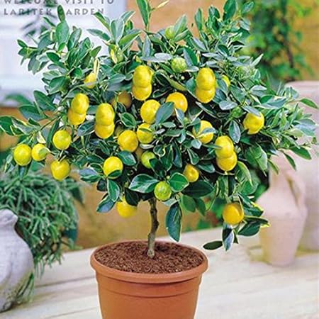 Amazon Com Mapplegreen Bonsai Lemon Tree Bonsai High Survival