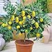 MAPPLEGREEN Bonsai Lemon Tree Bonsai High Survival Rate Fruit Tree Bonsai for Home Gatden Backyard (50Pieces)