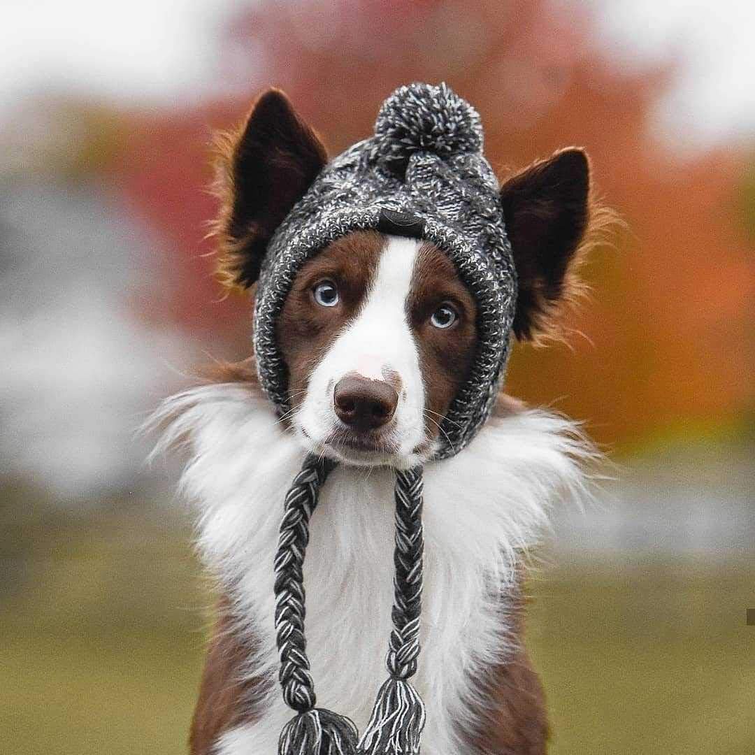 Warm Pet Dog Knitted Hat, Dog Hats for Small Dogs, Warm Winter Dog Hat Knit Snood Headwear for Pets, Pet Christmas Winter Warm Caps (M) : Kitchen & Dining