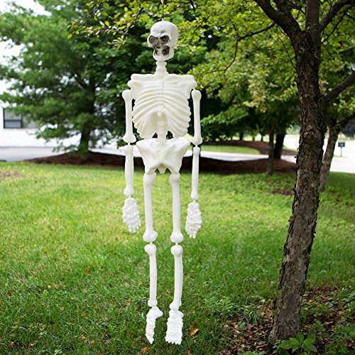 Plastic skeleton