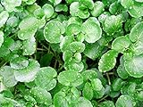 200+ ORGANICALLY Grown Watercress Seeds Heirloom Non-GMO Delicious and Healthy, Superfood! Easy to Grow! from USA