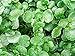 200+ ORGANICALLY Grown Watercress Seeds Heirloom Non-GMO Delicious and Healthy, Superfood! Easy to Grow! from USA