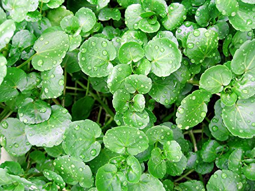 200+ ORGANICALLY Grown Watercress Seeds Heirloom Non-GMO Delicious and Healthy, Superfood! Easy to Grow! from USA