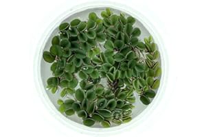 Asian Watermoss, Salvinia cucullata, Live Aquarium/Aquatic/Freshwater/Floating/Pond Plant, Planted Tank, Aquascaping by Aquarium Plant Center (6 Plants)
