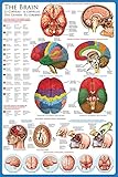 The Brain Anatomy Poster