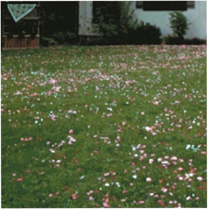 COTTAGE GARDEN ECO RED AND WHITE CLOVER LAWN GRASS SEED SELF FEEDING (1kg)
