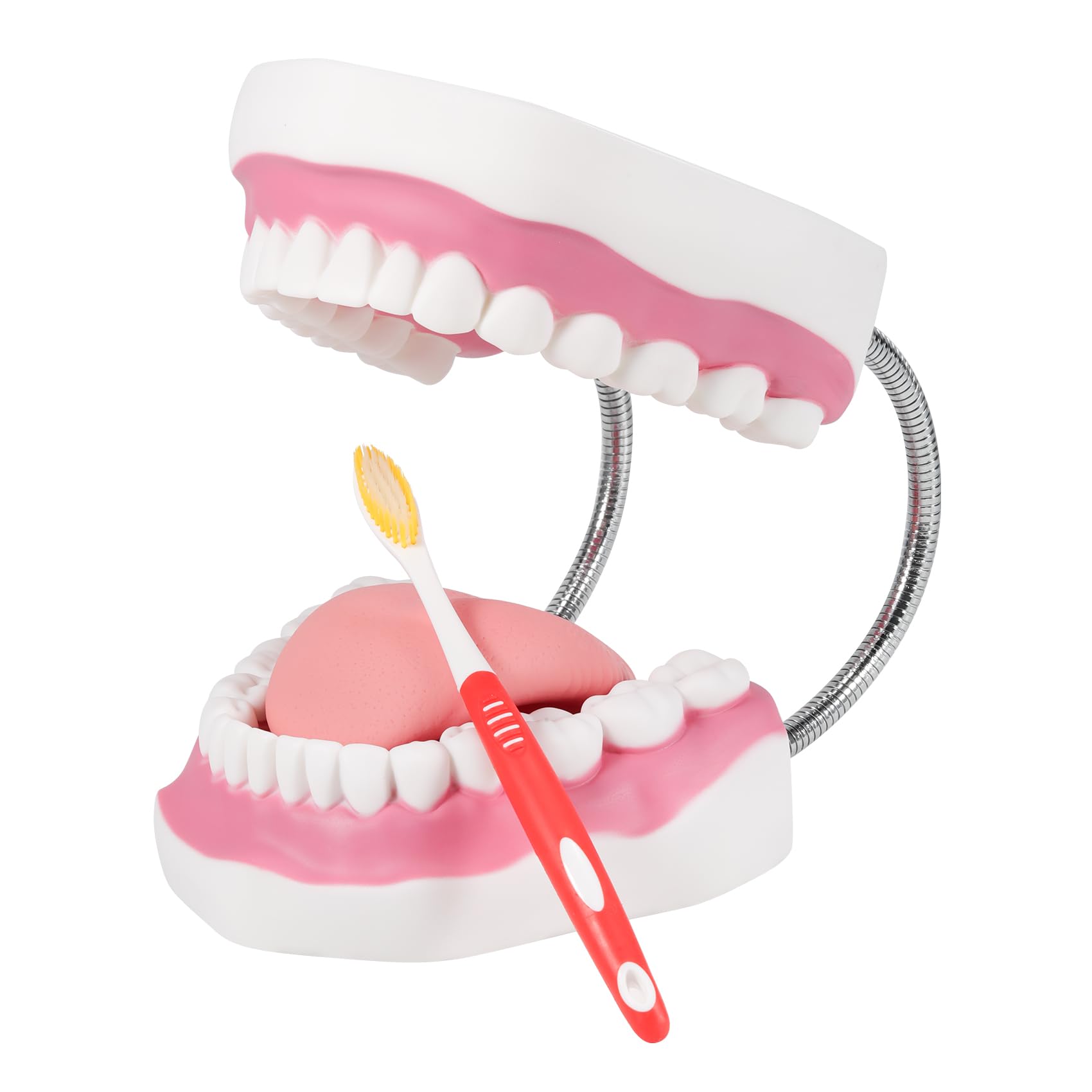 Photo 1 of Annhua Large Anatonmical Teeth Model 6 Times Dental Hygiene Teeth Models, Dentist Teaching Oral Care Model with Detachable Tongue and Denture Toothbrush
