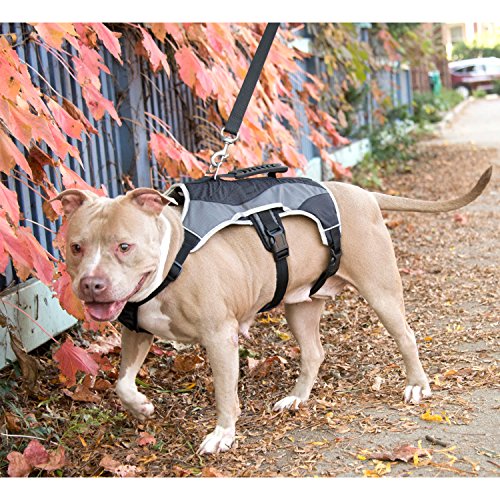 5 Best Dog Lift Harnesses and Slings for MobilityImpaired Canines