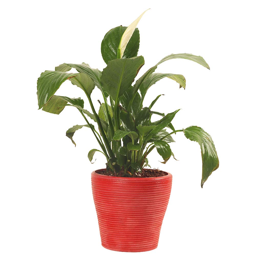 Floweraura Indoor Air Purifying Flowering Peace Lily Plant In Red