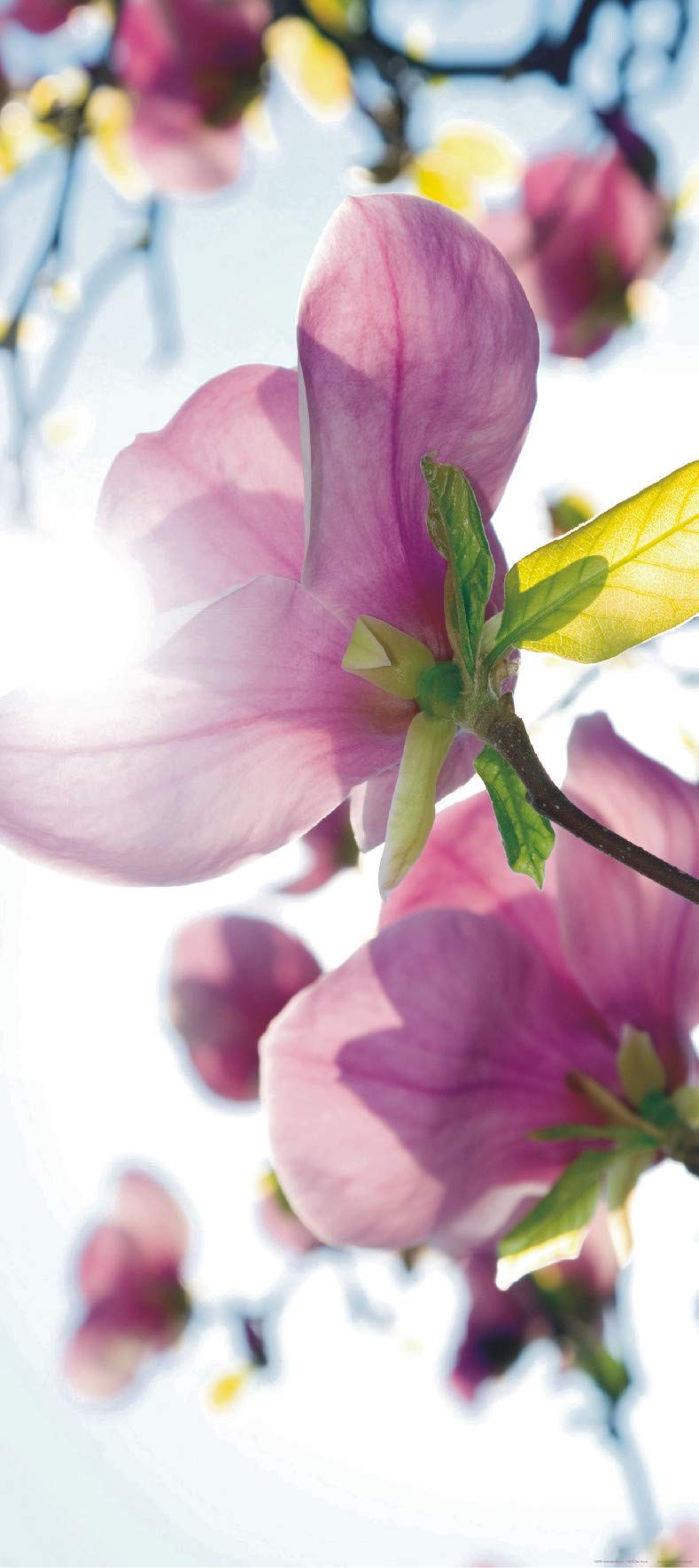 AG DESIGN Flowers in The Sun Giant Wall Poster, Non Woven, Multi-Colour, 90 x 202 cm