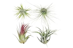 THE DRUNKEN GNOME 4 Live Air Plants, Hand Selected Assorted Variety of Species, Tropical Houseplants for Home Décor and DIY Terrariums (4-Pack)