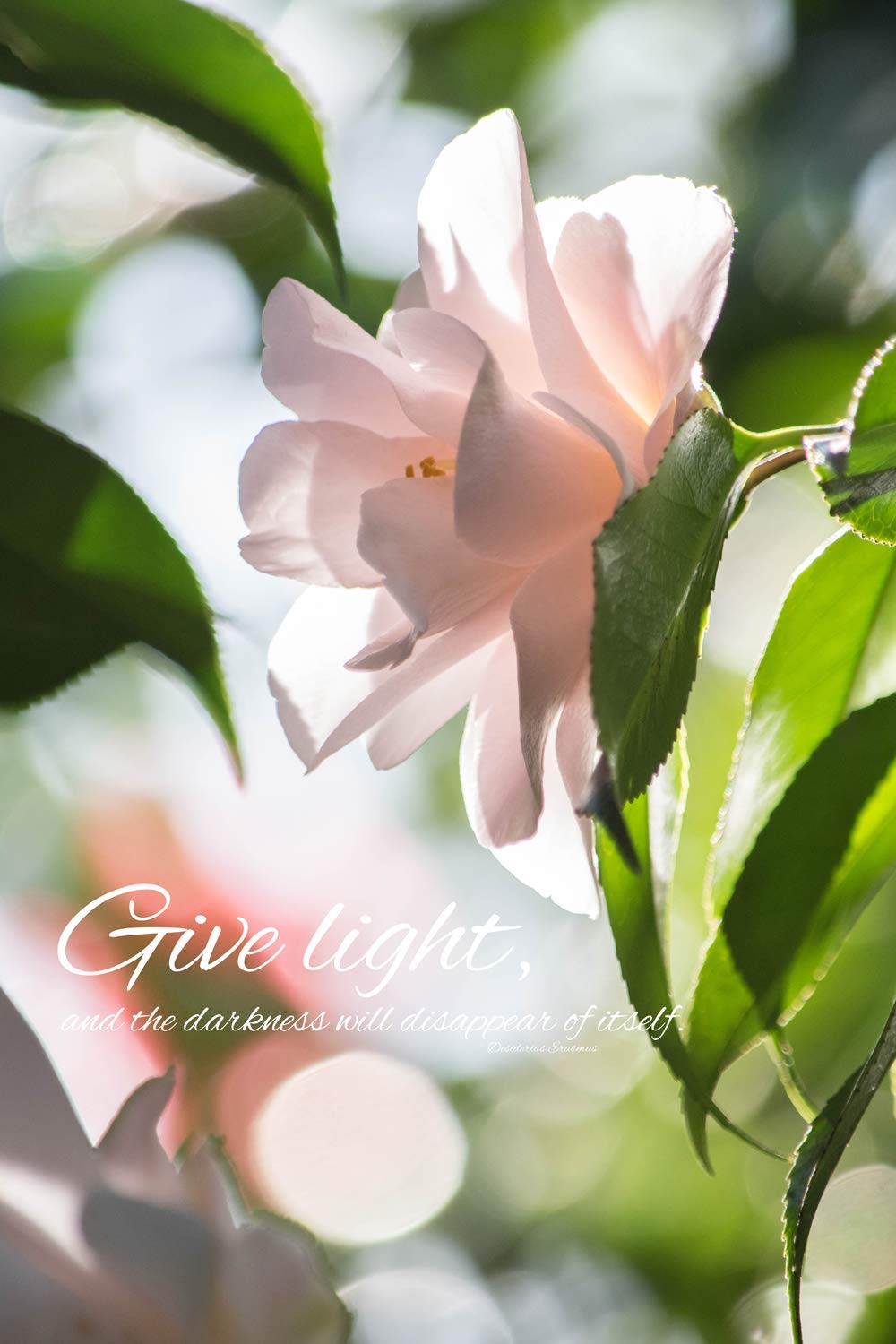 Amazon Com Dreamy Floral Photo Unframed Ethereal Wall Art Blush Camellia Print Hope Encouragement Support Gift Flower Blossom Photography Inspirational Quote Pink Green Art Handmade