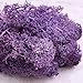Bister 6.5oz Reindeer Moss Preserved 5 Assorted Colors for Fairy Gardens, Gift Packing, Dressing Potted Plants and More Crafts