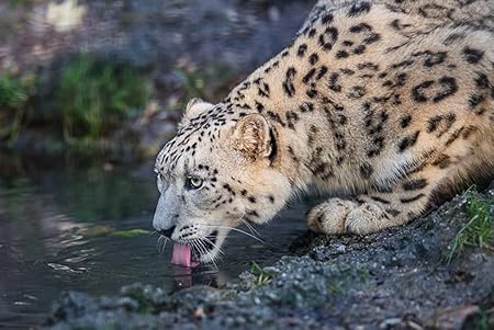 Amazon Co Jp A0 特大 ポスター ヒョウ雪ヒョウ野生の猫捕食者 壁紙ウォールステッカーポスター A0 11x841mm Generic