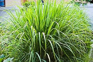 YUNAKSEA 4 Lemongrass Plants Well Rooted, Live Lemongrass for Planting 5 to 7 Inch