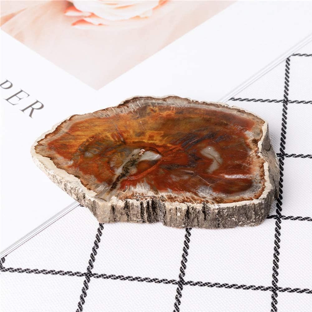 Namvo Natural Wood Fossil Piece Irregular Polished Petrified Wood Ornament Teaching Fossil Specimen Materials, 7cm-9cm - Image 3