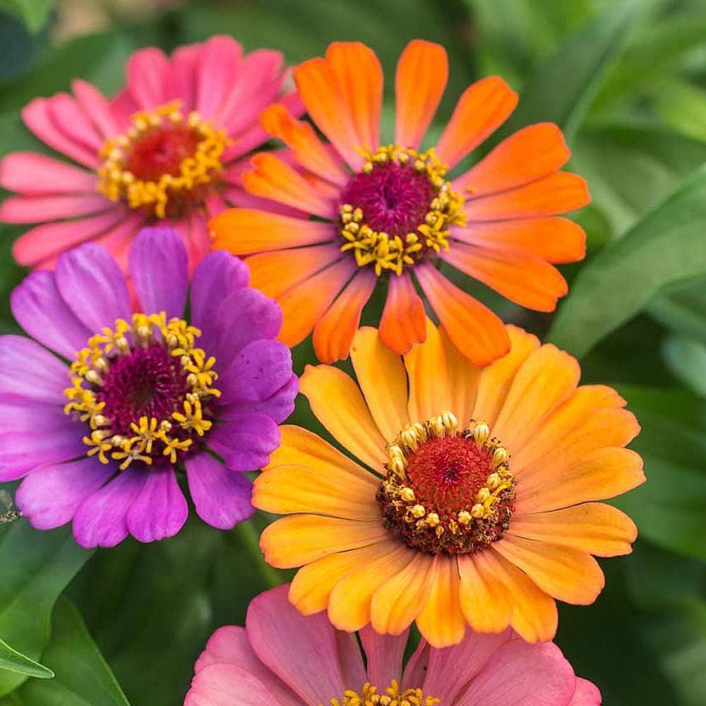 Zinnia ‘Forecast’ (Zinnia Elegans) 1 Packet (40 Seeds) by Thompson and