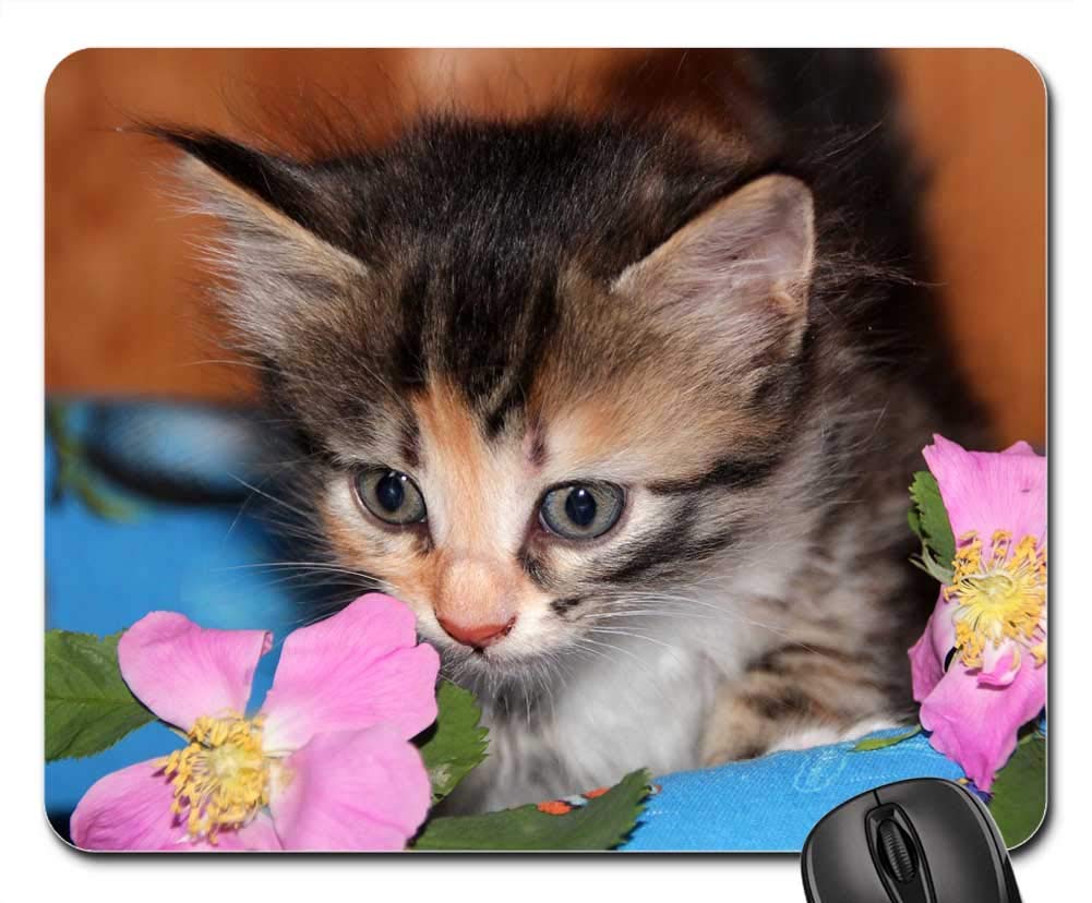 Mouse Pads - Cat Kitten Pet Animals Cute Cat Person Closeup
