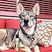 PAWFUME Dog Perfume Spray for Grooming, Blue Ribbon, 1-Pack – Keep Your Pup Fresh All Day – Probiotic, Alcohol-Free, Detangling & Moisturizing – Salon-Quality Dog Spray Deodorizer Perfume