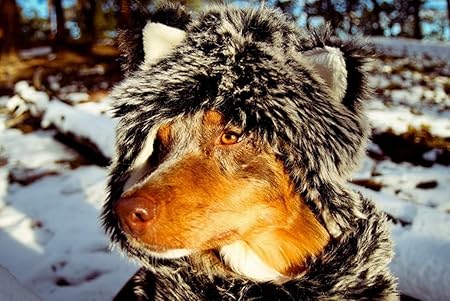 Amazon Co Jp A0 特大 ポスター 犬の冬の服暖かい毛皮 壁紙ウォールステッカーポスター A0 11x841mm Generic