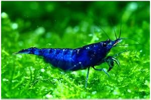 ShrimpRack™ 10 Neocaridina Freshwater Aquarium Shrimps 1/4 to 1/2 inch Long. Pick Your Colors (Blue Dream)