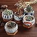 T4U Succulent Pots 4 Inch Ceramic Japanese Style with Saucer, Orchid Pattern Plant Planter Cactus Flower Container Aloe Bowl Indoor Home Office Decoration Christmas Wedding Gift