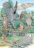 North American Owls, A 35-Piece Tray Puzzle by Cobble Hill