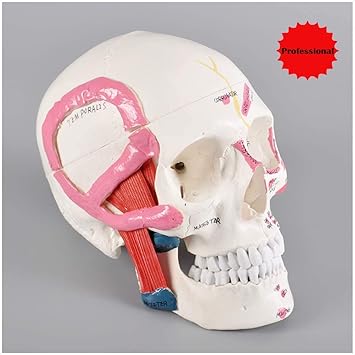 Amazon Co Jp 教育モデル等身大人間の頭蓋骨モデル人間の頭蓋骨解剖学的モデル歯科用筋肉表示モデル スポーツ アウトドア