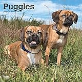 Puggles 2019 12 x 12 Inch Monthly Square Wall Calendar, Animals Mixed Dog Breeds (English, French and Spanish Edition) by 