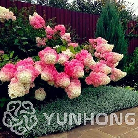 Amazon Co Jp Pcs パックノリウツギバニラストロベリー盆栽naturiaアジサイホームガーデン白い花盆栽 1 Diy 工具 ガーデン