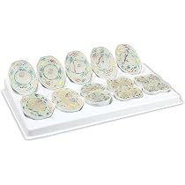 Vision Scientific Animal Mitosis 3D Model – 9 Stage Cell Division Display With Stand – 10,000x Enlargement For Biology Classroom