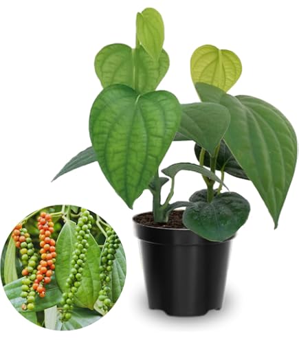 Amazon.com : Peppercorns (Black Pepper) Seeds (20+ Seeds) | Non GMO |  Vegetable Fruit Herb Flower Seeds for Planting | Home Garden Greenhouse  Pack : Patio, Lawn & Garden