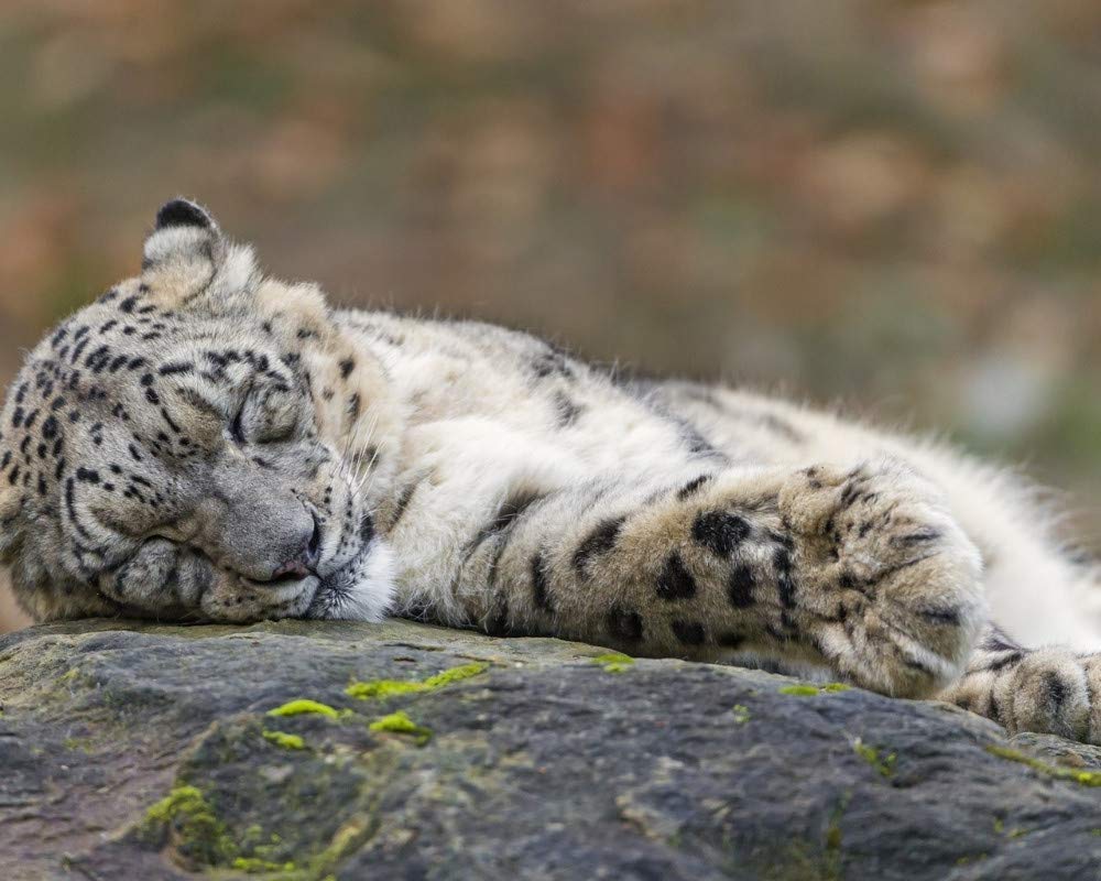 Taking a nap snow leopard siesta