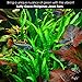Luffy Coco Philippines Java Fern: Live Aquatic Plant with 10+ Leaves : Provides a Natural Environment for Your Fish: Easy Care: Hardy Plant with Longevity: Bring More Color to Your Aquascape