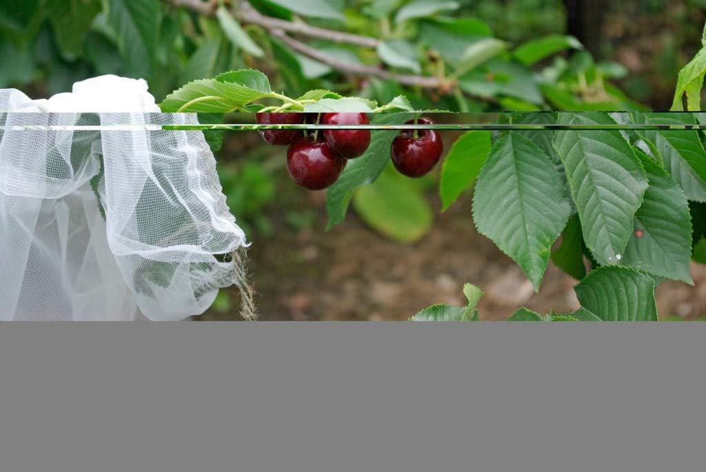 STX_374652 Fruit Tree Sleeves Pack 5 (HA596)