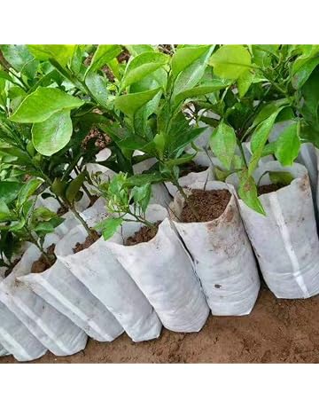 Bolsas para plantas | Amazon.es