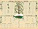 Historic Families Family Tree Geneology Chart Poster (2-Pack) Study Room