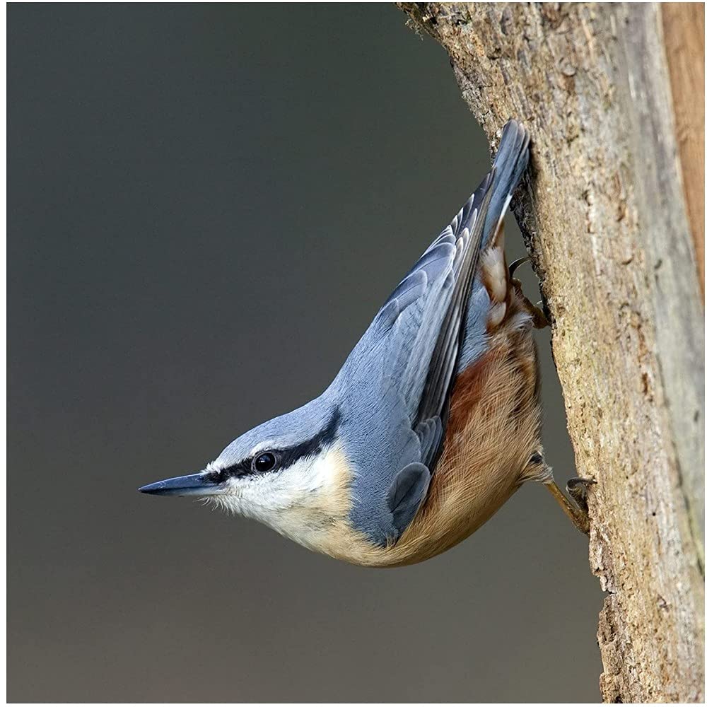 Woodland Nuthatch Sound Greeting Card Any Occasion Call of The Wild Cards RWSN045