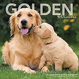 Golden Retrievers Wall Calendar (2019) by 