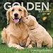 Golden Retrievers Wall Calendar (2019) by 