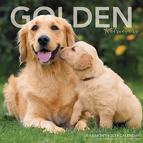 Golden Retrievers Wall Calendar (2019) by Landmark