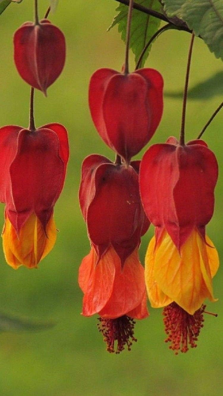 25 Rare Red Orange Bleeding Heart Seeds Dicentra Spectabilis Shade Flower Garden